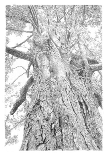 Drawing titled "Arbres 110" by Frédéric Jammes, Original Artwork, Graphite