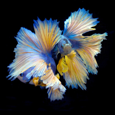 Fotografia intitulada "Betta Twins 2" por Michael Filonow, Obras de arte originais, Fotografia digital
