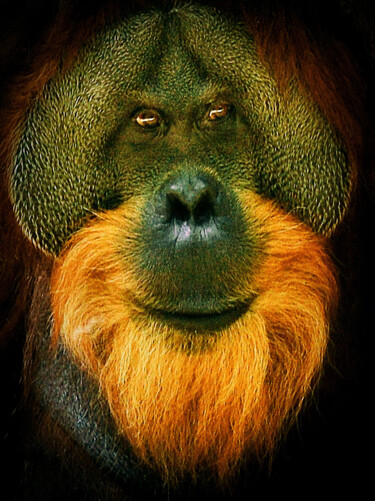摄影 标题为“Orang Utan II” 由R.W.Born, 原创艺术品, 数码摄影