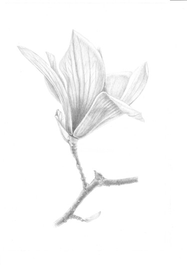"Orchid" başlıklı Tablo Olena Zhylenko tarafından, Orijinal sanat, Silverpoint