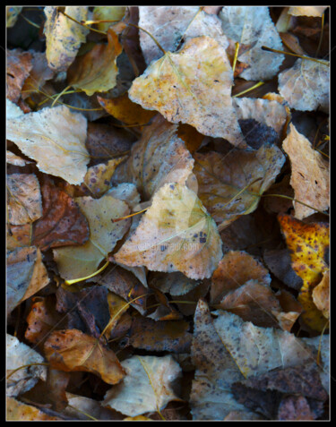 Photography titled "Tapis de feuilles m…" by Frederic Hodiesne, Original Artwork, Digital Photography