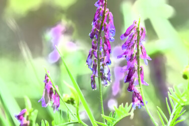 Photographie intitulée "Fleurs des champs 2" par Hoang Cong Minh (Minh Hoang), Œuvre d'art originale, Photographie non manip…