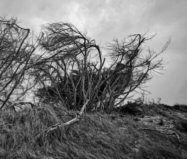 Photographie intitulée "SURVIVRE Un seul bu…" par Guy Reza, Œuvre d'art originale, Photographie numérique