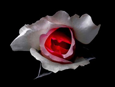 Fotografia intitolato "PASSION Très séduis…" da Guy Reza, Opera d'arte originale, Fotografia digitale