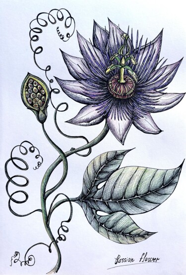 PASSION FRUIT FLOWER "PASSION FRUIT FLOWER" başlıklı Resim Maria Tuzhilkina tarafından, Orijinal sanat, Işaretleyici