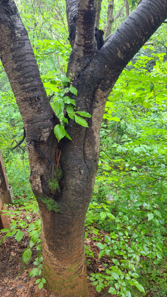 제목이 "The Greenness That…"인 사진 Yeon-Gyeong Seo (Seo)로, 원작, 디지털