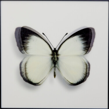 Картина под названием "Papillon III" - James Chiew, Подлинное произведение искусства, 2D Цифровая Работа