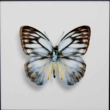 Картина под названием "Butterfly White III" - James Chiew, Подлинное произведение искусства, 2D Цифровая Работа