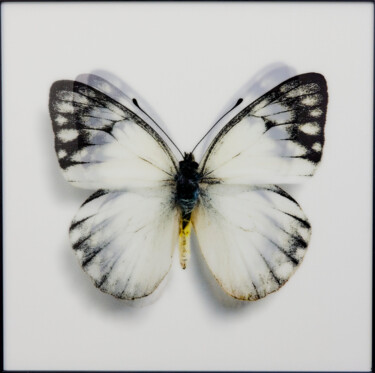 Картина под названием "Butterfly White II" - James Chiew, Подлинное произведение искусства, 2D Цифровая Работа