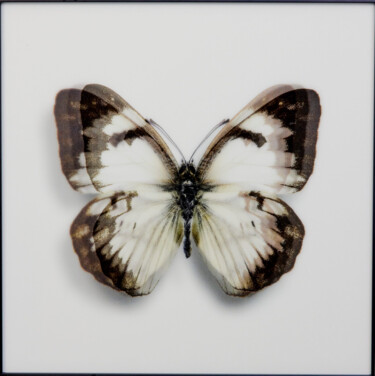 "Butterfly white I" başlıklı Tablo James Chiew tarafından, Orijinal sanat, 2D Dijital Çalışma