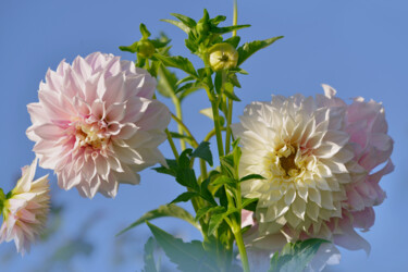 "Flowerissimo_12208" başlıklı Fotoğraf Michael Vdovin tarafından, Orijinal sanat, Dijital Fotoğrafçılık