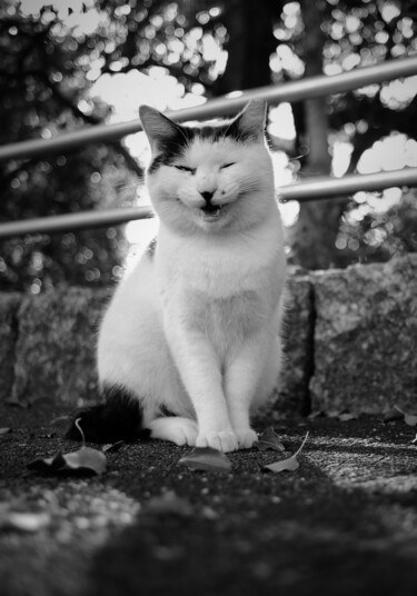 "Funny trap" başlıklı Fotoğraf Yusuke Miyasaki tarafından, Orijinal sanat, Fotoşopsuz fotoğraf