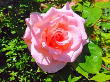 제목이 "rose stylisée"인 사진 Angélique Véré로, 원작, 디지털