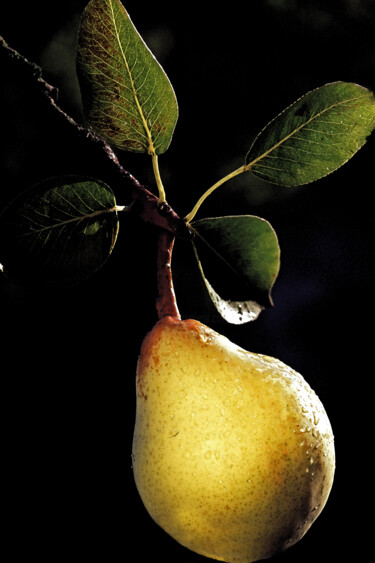 Fotografia intitolato "Poire sur l'arbre" da Hoang Cong Minh  ( Minh Hoang ), Opera d'arte originale, fotografia a pellicola