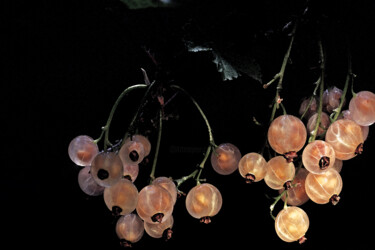 "Groseilles à maquer…" başlıklı Fotoğraf Hoang Cong Minh  ( Minh Hoang ) tarafından, Orijinal sanat, Analog Fotoğrafçılık