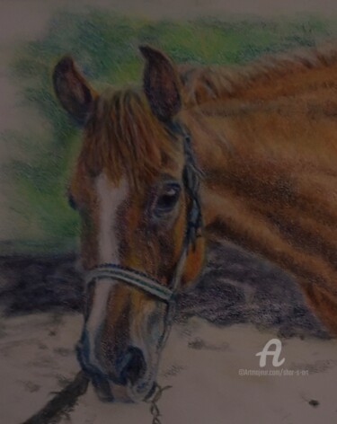 图画 标题为“Horse With No Name” 由Shar'S Art, 原创艺术品, 铅笔