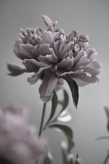 摄影 标题为“Flower design_45144” 由Michael Vdovin, 原创艺术品, 数码摄影