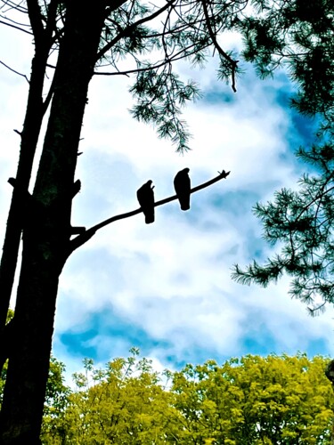 Fotografie mit dem Titel "Two birds on a bran…" von Samiya Rani, Original-Kunstwerk, Digitale Fotografie