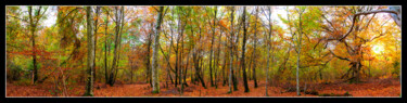 Photographie intitulée "Automne forestier e…" par Frederic Hodiesne, Œuvre d'art originale, Photographie numérique