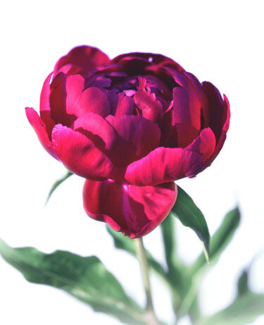 Fotografia intitolato "Flowerissimo_44117" da Michael Vdovin, Opera d'arte originale, Fotografia digitale