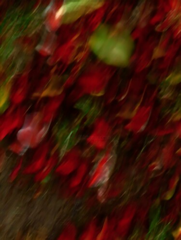 摄影 标题为“Red green petals” 由Natalya Belalova, 原创艺术品, 光绘摄影