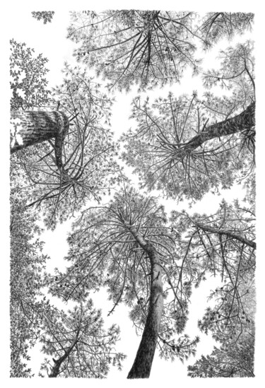 图画 标题为“Arbres 99” 由Frédéric Jammes, 原创艺术品, 石墨
