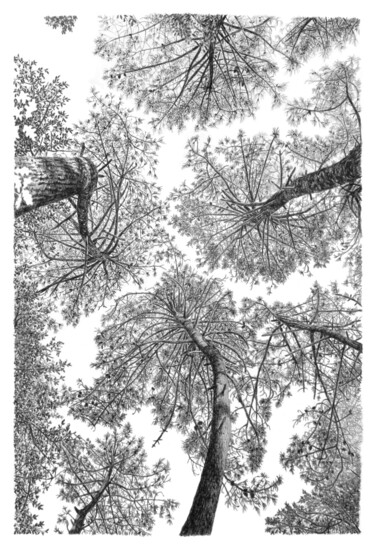 Drawing titled "Arbres 99" by Frédéric Jammes, Original Artwork, Graphite