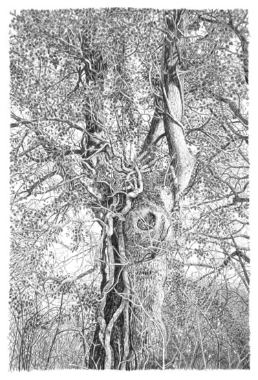 Drawing titled "Arbres 98" by Frédéric Jammes, Original Artwork, Graphite