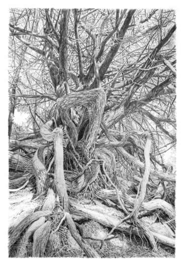 Drawing titled "Arbres 97" by Frédéric Jammes, Original Artwork, Graphite