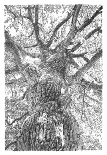 Drawing titled "Arbres 96" by Frédéric Jammes, Original Artwork, Graphite
