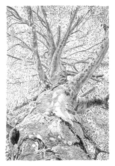 Drawing titled "Arbres 101" by Frédéric Jammes, Original Artwork, Graphite