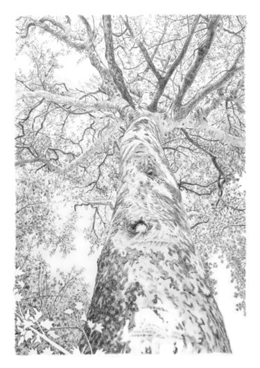 Drawing titled "Arbres 102" by Frédéric Jammes, Original Artwork, Graphite