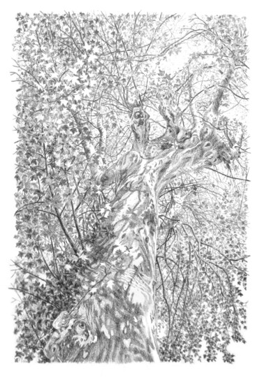 Drawing titled "Arbres 103" by Frédéric Jammes, Original Artwork, Graphite