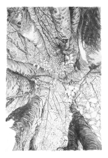 Drawing titled "Arbres 104" by Frédéric Jammes, Original Artwork, Graphite