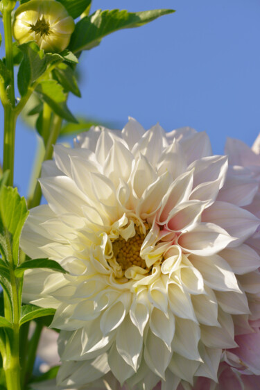 "FLOWER_12200" başlıklı Fotoğraf Michael Vdovin tarafından, Orijinal sanat, Dijital Fotoğrafçılık