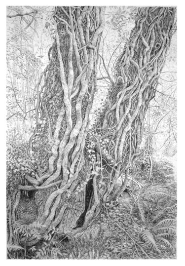 "Arbres 65" başlıklı Resim Frédéric Jammes tarafından, Orijinal sanat, Grafit