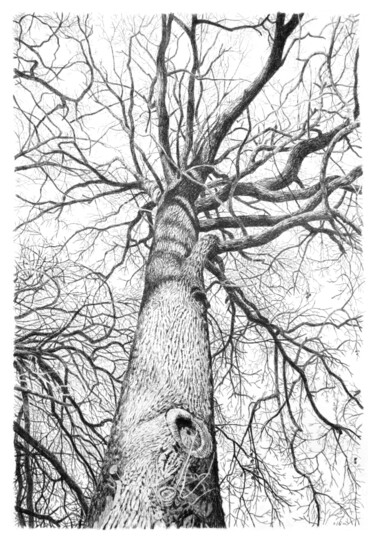 "Arbres 66" başlıklı Resim Frédéric Jammes tarafından, Orijinal sanat, Grafit
