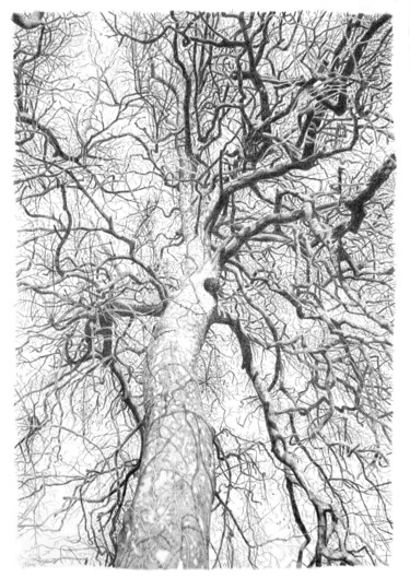 Drawing titled "Arbres 70" by Frédéric Jammes, Original Artwork, Graphite