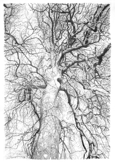 "Arbres 70" başlıklı Resim Frédéric Jammes tarafından, Orijinal sanat, Grafit