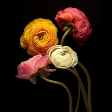 "Ranunculus 5" başlıklı Fotoğraf Michael Filonow tarafından, Orijinal sanat, Dijital Fotoğrafçılık
