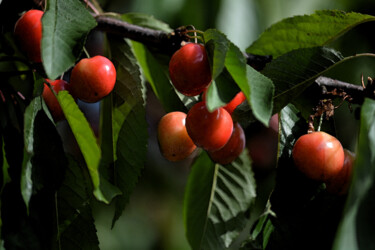 "Cerises" başlıklı Fotoğraf Hoang Cong Minh  ( Minh Hoang ) tarafından, Orijinal sanat, Fotoşopsuz fotoğraf