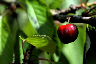 "Cerises 2" başlıklı Fotoğraf Hoang Cong Minh  ( Minh Hoang ) tarafından, Orijinal sanat, Fotoşopsuz fotoğraf