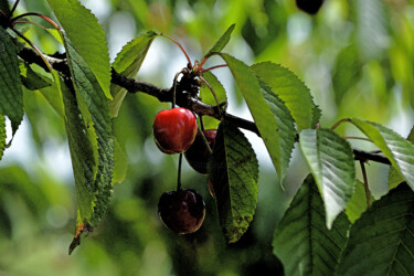 "Cerises 3" başlıklı Fotoğraf Hoang Cong Minh  ( Minh Hoang ) tarafından, Orijinal sanat, Fotoşopsuz fotoğraf