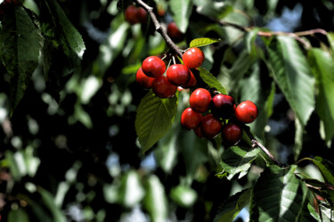 "Cerises 4" başlıklı Fotoğraf Hoang Cong Minh  ( Minh Hoang ) tarafından, Orijinal sanat, Fotoşopsuz fotoğraf