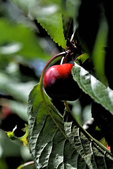 "Cerises 5" başlıklı Fotoğraf Hoang Cong Minh  ( Minh Hoang ) tarafından, Orijinal sanat, Fotoşopsuz fotoğraf
