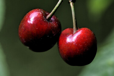 "Cerises 6" başlıklı Fotoğraf Hoang Cong Minh  ( Minh Hoang ) tarafından, Orijinal sanat, Fotoşopsuz fotoğraf