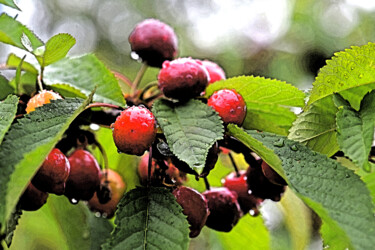 "Cerises 7" başlıklı Fotoğraf Hoang Cong Minh  ( Minh Hoang ) tarafından, Orijinal sanat, Fotoşopsuz fotoğraf