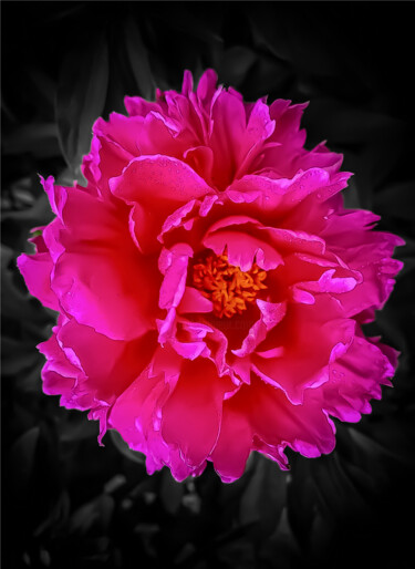 Printmaking titled "Petal Pause" by Lewis R Freitag I I I, Original Artwork, Digital Print Mounted on Wood Stretcher frame