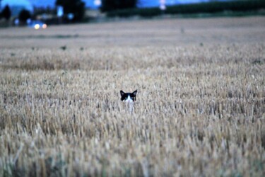 Chat espiègle dans un champ de blé doré – photo nature humor 摄影 标题为“Chat espiègle dans…” 由Anne Vindras, 原创艺术品, 数码摄影