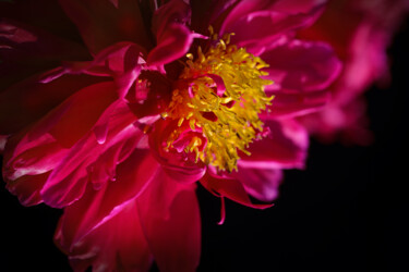 摄影 标题为“Flower design_46720” 由Michael Vdovin, 原创艺术品, 数码摄影